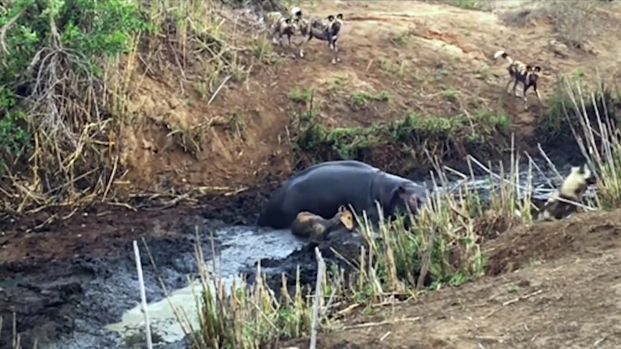 Attack alligator, black, hippopotamus and wild dogs on animals  जानवरों पर हमले वाले मगरमच्छ, काले, दरियाई घोड़ा और जंगली कुत्तों