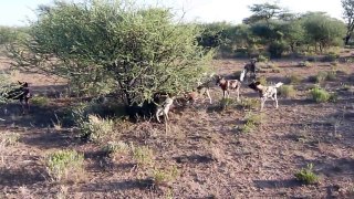 Wild dogs attack on hyenas जंगली कुत्ते hyenas पर हमला