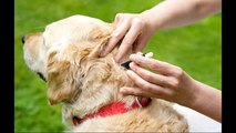 Best Ways To Get Rid Of Dog Parasites - Natural Remedies