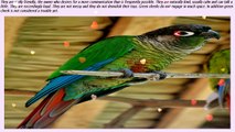 Top 10 Most Affectionate Birds in The World - Parrots and Parakeets