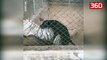 Vizitorët e kopshtit zoologjik habiten kur shohin një qen duke kryer marrëdhënie me një tigër (360video)