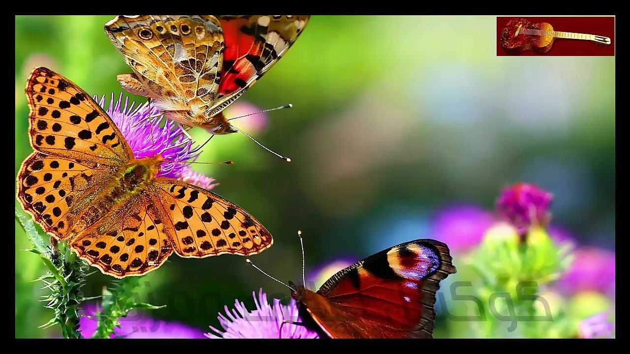 Om Kalthoum اغنية كوكب الشرق ام كلثوم | أغدا القاك | اغنية كاملة جودة عالية