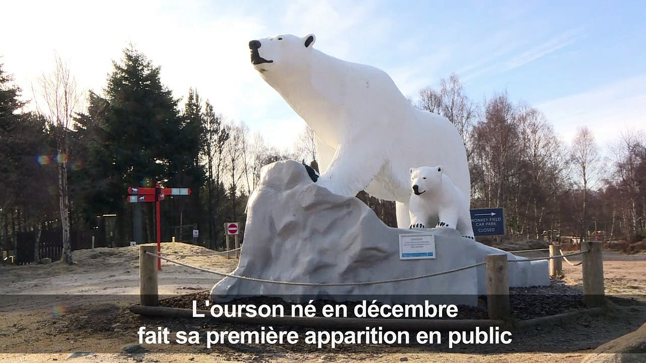 Le Royaume-Uni fête la naissance d'un ourson polaire