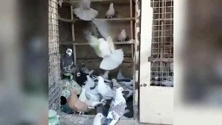 best high flying pigeon big loft cages & pigeons daley ivity