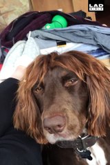Quand ton chien a une coupe de cheveux de footballeur