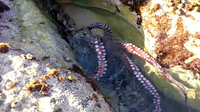 Ce poulpe vient faire un petit coucou à un touriste et repart... Adorable