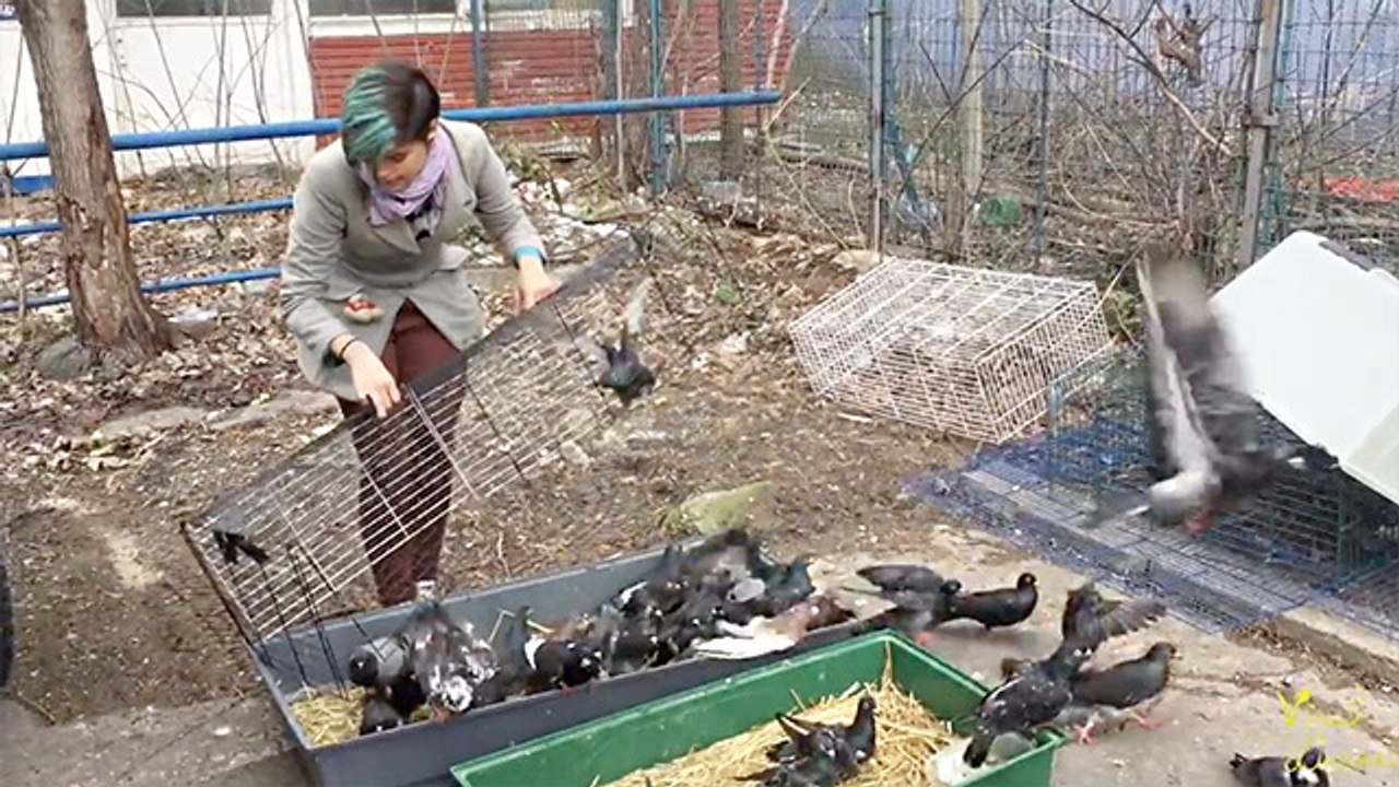 Older Man Found Living With Nearly 200 Pigeons