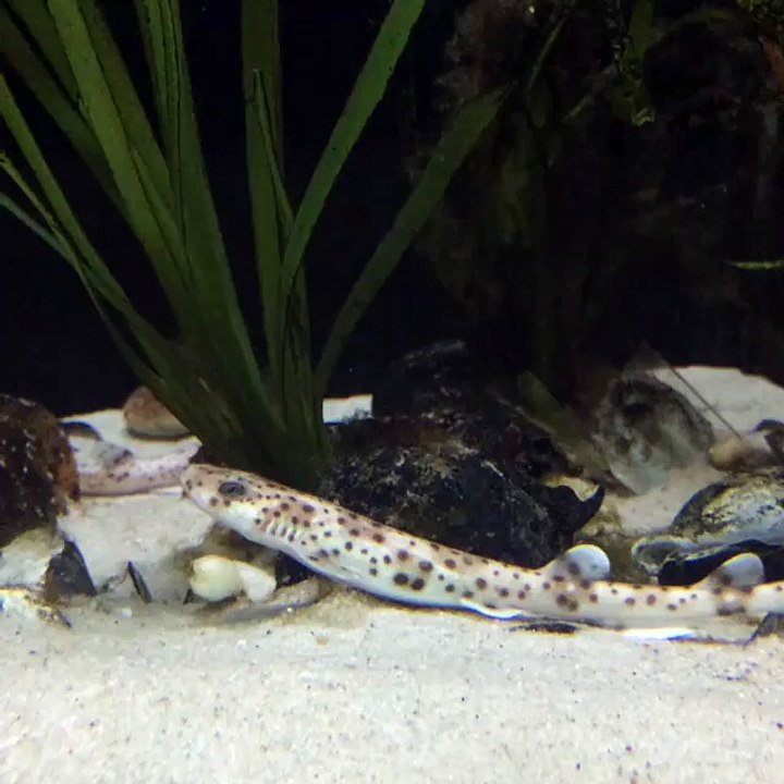 Baby Sharks in their Eggs