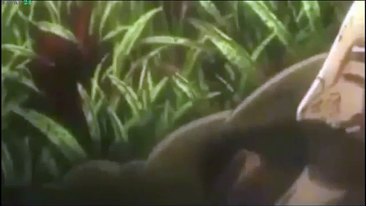 Pelicula animacion completa en Español - Pelicula Animación, Acción, Anventuras parte 2