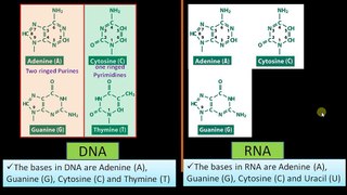 5 Major Differences between DNA and RNA (DNA vs RNA)
