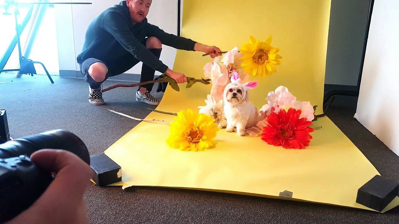 Dog Modeling is Hard Work video Dailymotion