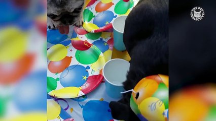 Best Pets of the Week - February Week 1 2018