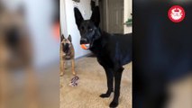 German Shepherd Has Hilarious Reaction To Crying Baby