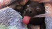 Adorable Bat Caught in Netting Recovers, Gleefully Laps Juice