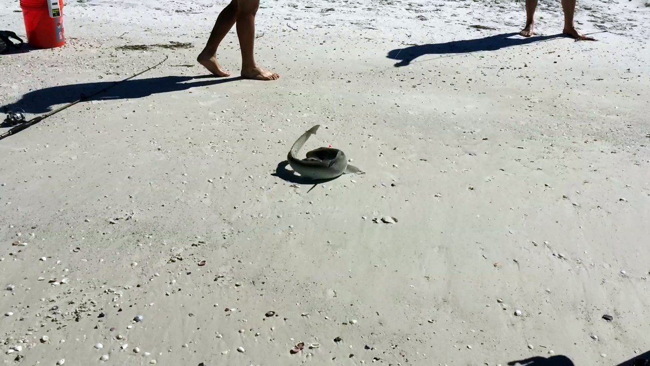 Catch and release of a lifetime for this surprised shore fisherman!