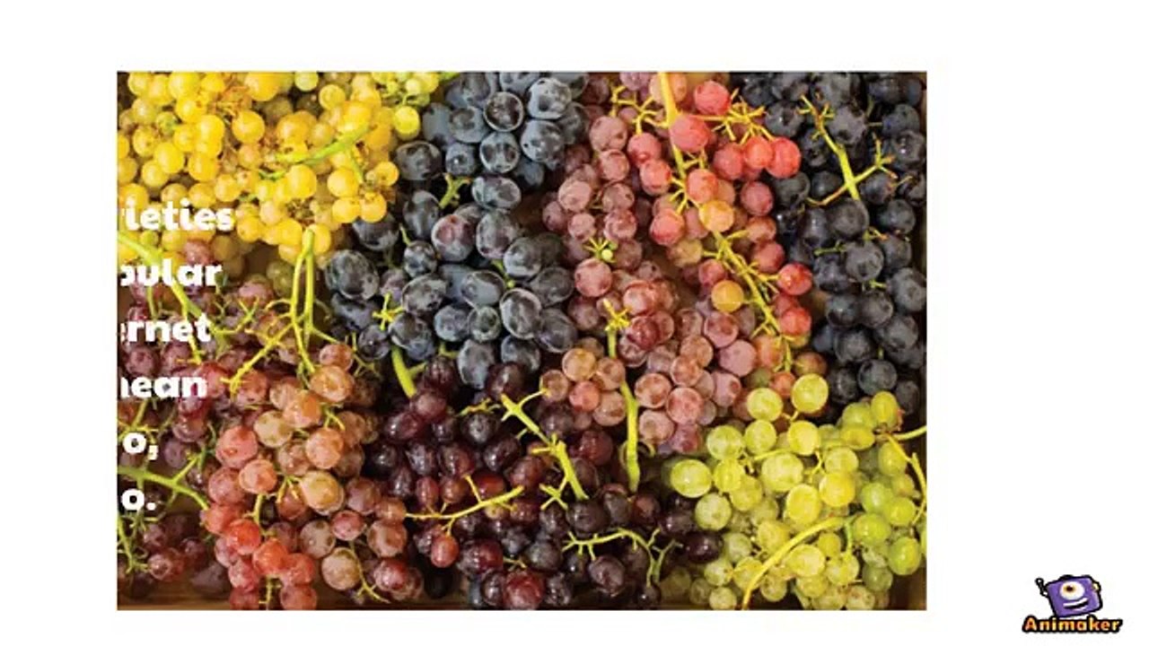 Fun Facts Australian Wine