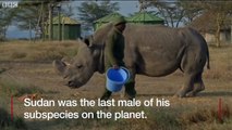 Last male northern white rhino dies in Kenya