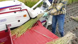 HARVESTING RICE　お米の収穫