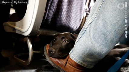 United Airlines Halts Cargo-Hold Pet Transport After Death And Mishaps