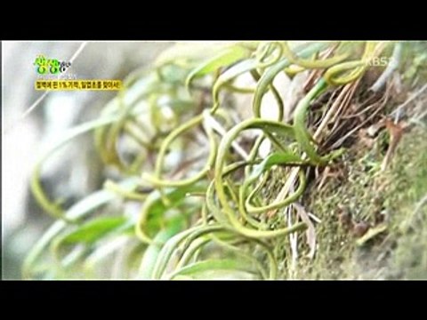 2TV생생정보 180319 보물일엽초