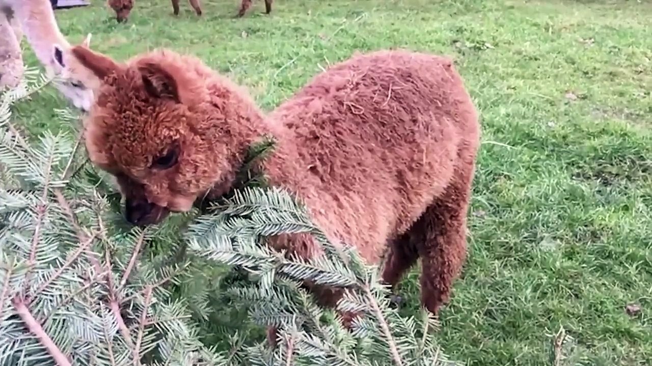 Alpakas sind die vielleicht süßesten Tiere der Welt. Warum? Deshalb! Anschauen, genießen und Freunden weitersagen, die am liebsten ein Alpaka im eigenen Garten