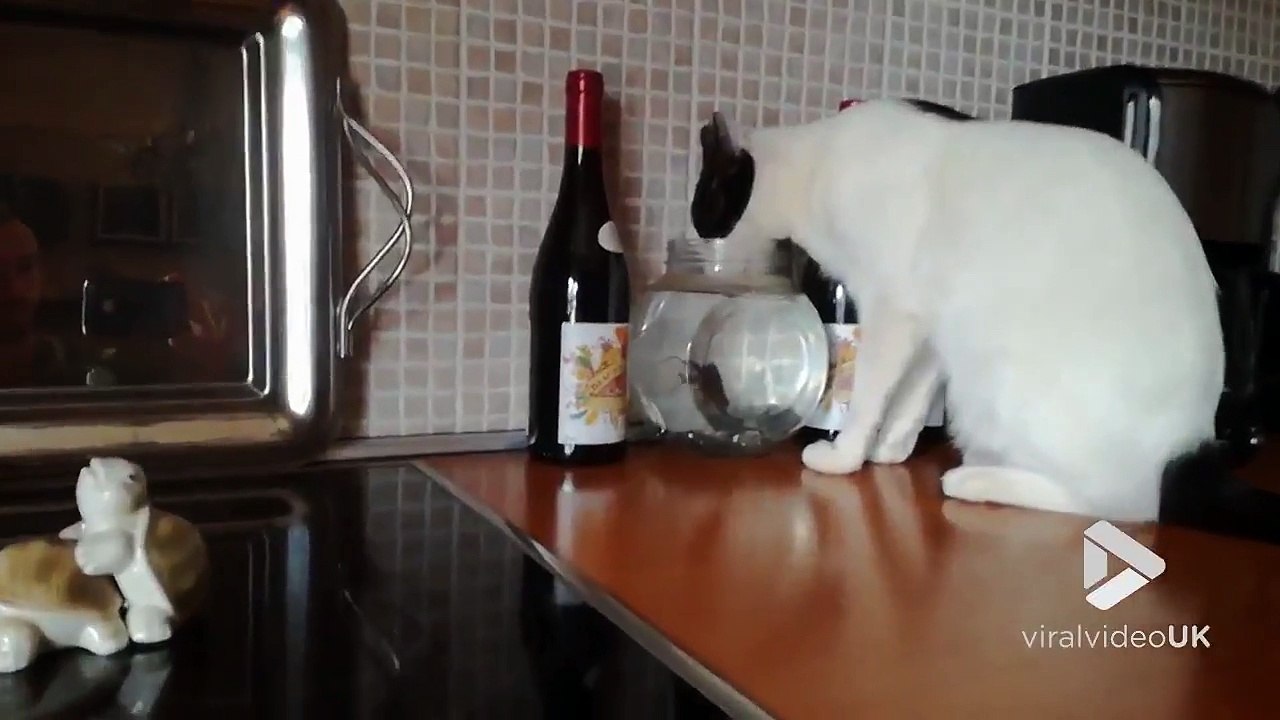 Ce chat boit dans l'aquarium directement !! Attention au poisson