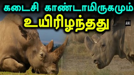 கடைசி வெள்ளை காண்டாமிருக இனமும் இறந்தது- வீடியோ