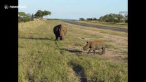 Tourists encounter baby rhino playing with mother