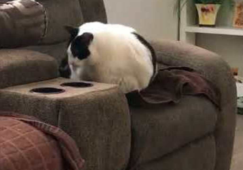 Big Cat Braces Itself For Jump