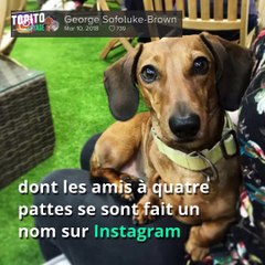 Vous avez un teckel ? On vous attend à la Marche des Saucisses, à Londres :