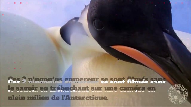 Le selfie de ces 2 pingouins va vous plaire !