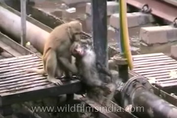 Railway track monkey rescue : animal heroics!
