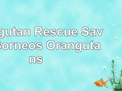 Orangutan Rescue Saving Borneos Orangutans ef3e70af