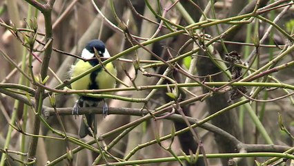 Les oiseaux des campagnes disparaissent massivement