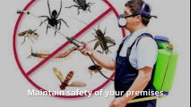 Pest Control Service In Dubai-Today's