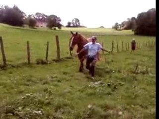 Moa et Whisky qui court dans un champs