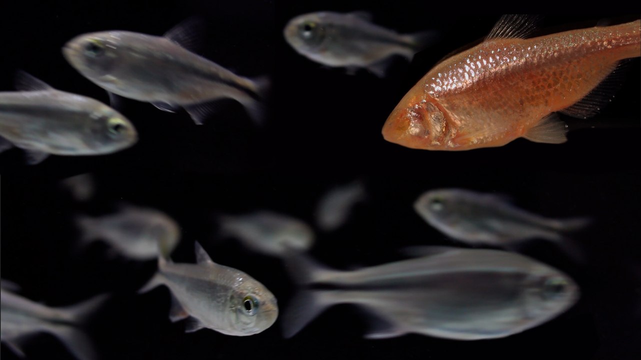 Mexico's Blind Cavefish: Evolution in Action