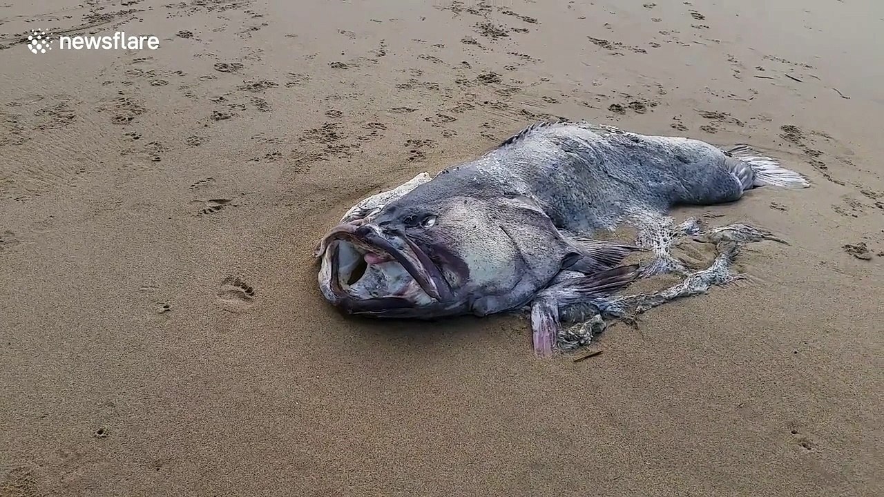 Monster 2-meter fish washes up on Australian beach