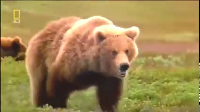 World's Deadliest Animals Land Of Extreme -Wildlife