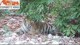 Tiger at its peace Bijrani Zone-Jim Corbett National Park