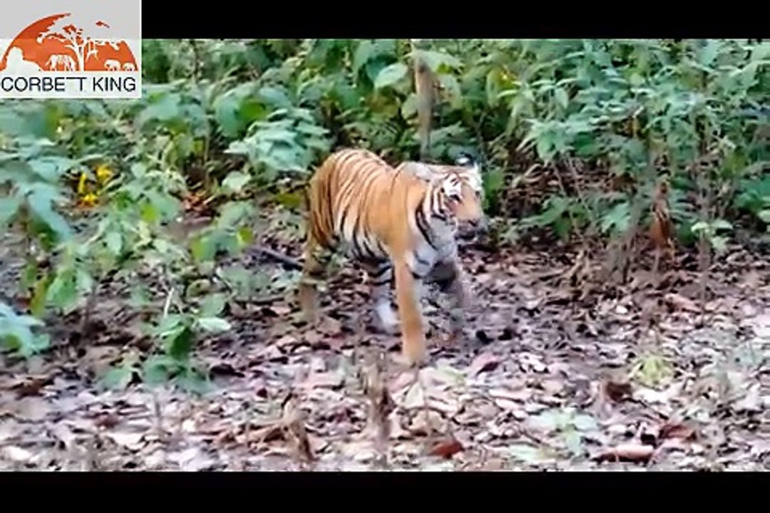 Please Dont Disturb Wildlife Jim Corbett National Park_Ramnagar