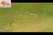 King Cobra caught on camera while swimming