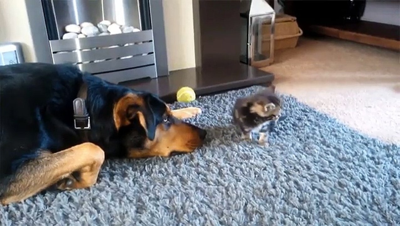 Un chien veut un calin d'un chaton