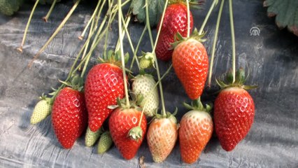 Çilek üreticilerinde ihracat sevinci - MERSİN