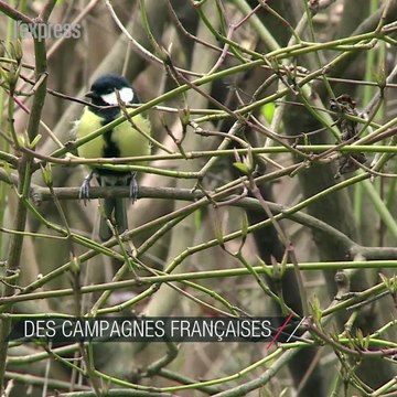 Les oiseaux des campagnes françaises disparaissent