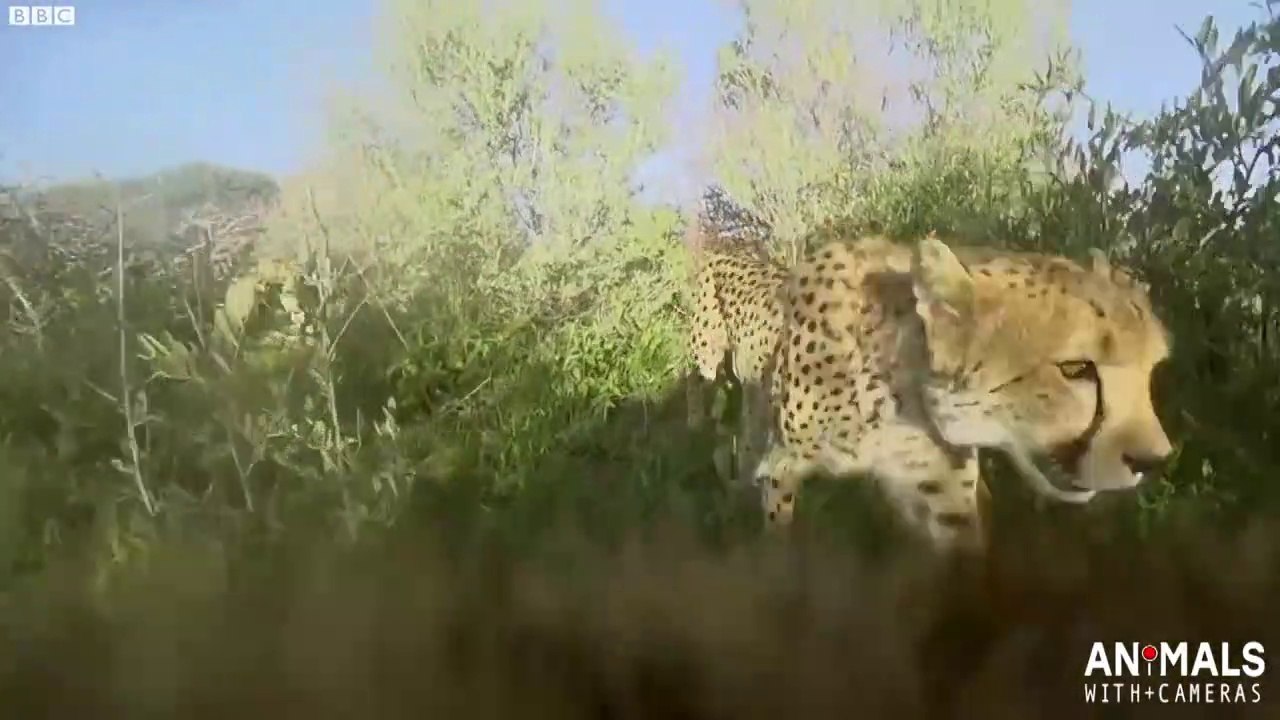 Dans la peau dun guépard qui chasse - Caméra embarquée sur le dos du félin