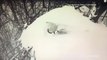 Eagle protecting egg perseveres as snowfall buries it during nor'easter