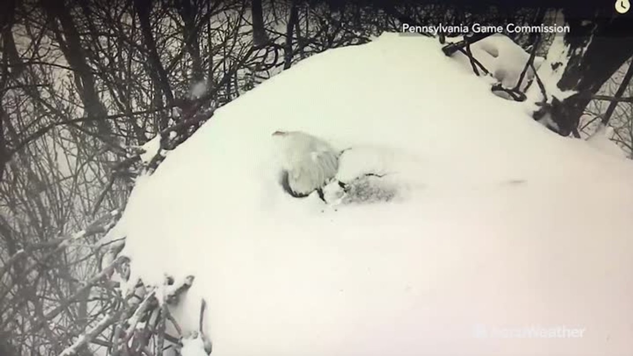Eagle protecting egg perseveres as snowfall bur...