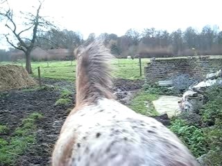 Sucette lachée en prairie