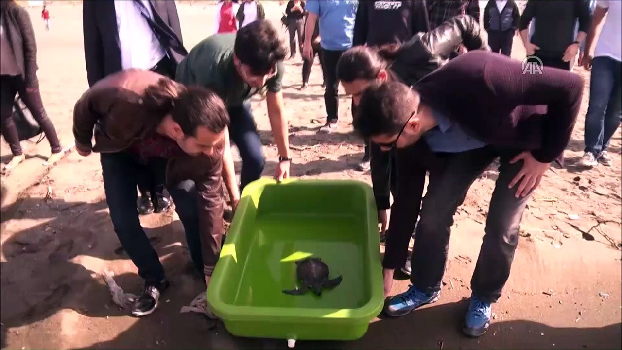 Yeşil deniz kaplumbağasına hayat veren müdahale - HATAY